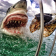 Illustration for article titled Insane close-up photo of a white shark will give me nightmares forever